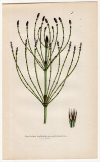 1859年 J.E.Sowerby 英国のシダ類 Pl.7 トクサ科 トクサ属 Equisetum palustre var: polystachion