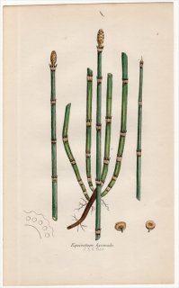 1859ǯ J.E.Sowerby ѹΥ Pl.8 ȥ ȥ° ȥ Equisetum hyemale