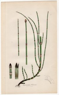 1859ǯ J.E.Sowerby ѹΥ Pl.10 ȥ ȥ° ޥҥɥ Equisetum Wilsoni