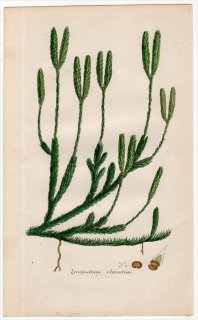 1859ǯ J.E.Sowerby ѹΥ Pl.15 ҥΥ ҥΥ° ҥΥ Lycopodium clavatum