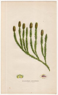 1859ǯ J.E.Sowerby ѹΥ Pl.16 ҥΥ ҥΥ°  Lycopodium annotinum