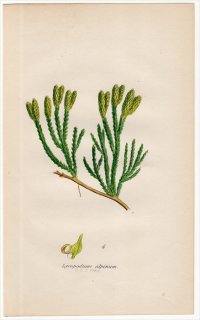 1859年 J.E.Sowerby 英国のシダ類 Pl.17 ヒカゲノカズラ科 ヒカゲノカズラ属 チシマヒカゲノカズラ Lycopodium alpinum