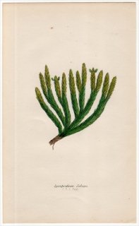 1859年 J.E.Sowerby 英国のシダ類 Pl.18 ヒカゲノカズラ科 ヒカゲノカズラ属 コスギラン Lycopodium Selago