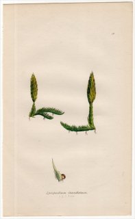 1859年 J.E.Sowerby 英国のシダ類 Pl.19 ヒカゲノカズラ科 ヒカゲノカズラ属 ヤチスギラン Lycopodium inundatum