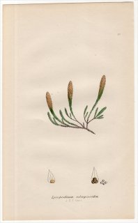 1859年 J.E.Sowerby 英国のシダ類 Pl.20 イワヒバ科 イワヒバ属 コケスギラン Lycopodium selaginoides