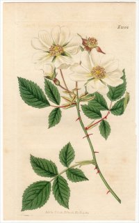 1819年 Curtis Botanical Magazine No.2054 バラ科 ロサ・アルウェンシス ROSA ARVENSIS,β.