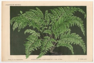 1883ǯ Linden L'Illustration Horticole Υȥ 󥷥° GYMNOGRAMMA FARINIFERUM L