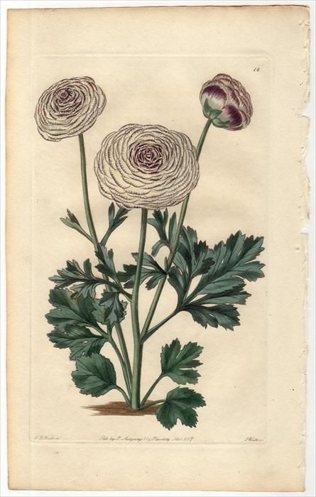 17年 Sweet The Florist S Guide Pl 18 キンポウゲ科 キンポウゲ属 ハナキンポウゲ Burn S The Poet Ranunculus アンティークプリント ボタニカルアート 博物画の通販サイト Spirito Di Artigiano