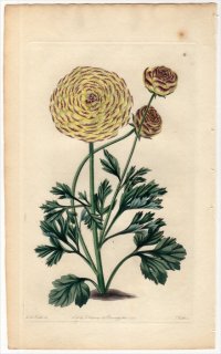 1828年 Sweet The Florist's Guide Pl.34 キンポウゲ科 キンポウゲ属 GADWIN DOUGLAS RANUNCULUS