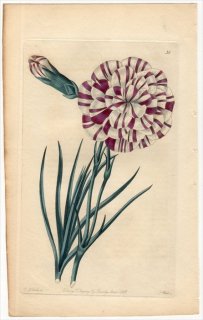 1828年 Sweet The Florist's Guide Pl.36 ナデシコ科 ナデシコ属 PARDOE'S ACE OF TRUMPS CARNATION