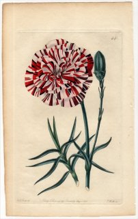 1828年 Sweet The Florist's Guide Pl.44 ナデシコ科 ナデシコ属 DAVEY'S BACCHUS CARNATION