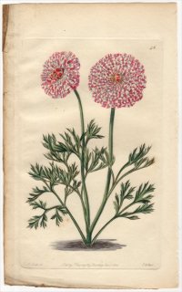 1828年 Sweet The Florist's Guide Pl.46 キンポウゲ科 キンポウゲ属 OEILLET PARFAIT RANUNCULUS