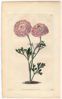 1828ǯ Sweet The Florist's Guide Pl.54 ݥ ݥ° ROSE INCOMPARABLE RANUNCULUS