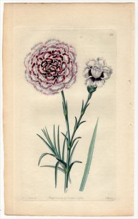 1828年 Sweet The Florist's Guide Pl.55 ナデシコ科 ナデシコ属 DRY'S EARL OF UXBRIDGE PINK