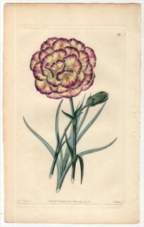 1828年 Sweet The Florist's Guide Pl.59 ナデシコ科 ナデシコ属 ERASUMUS PICOTEE
