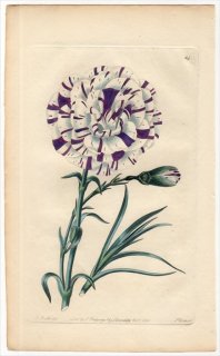 1828年 Sweet The Florist's Guide Pl.64 ナデシコ科 ナデシコ属 CORDON BLEU CARNATION