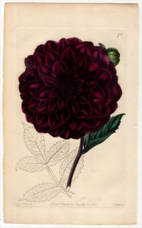 1828ǯ Sweet The Florist's Guide Pl.71  ꥢ° DENNIS'S IMPERIAL GEORGINA