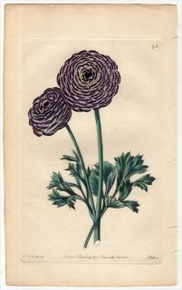 1828ǯ Sweet The Florist's Guide Pl.73 ݥ ݥ° AGRICOLA RANUNCULUS