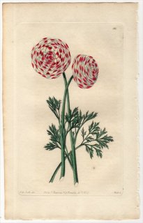 1829年 Sweet The Florist's Guide Pl.86 キンポウゲ科 キンポウゲ属 CARA RANUNCULUS