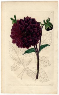1829年 Sweet The Florist's Guide Pl.102 キク科 ダリア属 JUNO GEORGINA