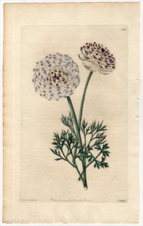 1830年 Sweet The Florist's Guide Pl.126 キンポウゲ科 キンポウゲ属 LAODICE RANUNCULUS