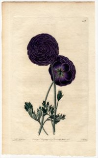 1830年 Sweet The Florist's Guide Pl.136 キンポウゲ科 キンポウゲ属 QUIXOS RANUNCULUS