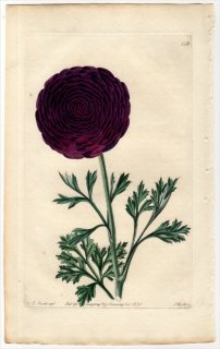1830年 Sweet The Florist's Guide Pl.158 キンポウゲ科 キンポウゲ属 OTHELLO RANUNCULUS