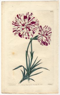 1830年 Sweet The Florist's Guide Pl.162 ナデシコ科 ナデシコ属 HOGG'S QUEEN ADELAIDE CARNATION