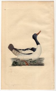 1796年 Donovan 英国鳥類史 初版 Pl.49 カモ科 ウミアイサ属 カワアイサ MERGUS MERGANSER