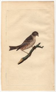 1796年 Donovan 英国鳥類史 初版 Pl.50 ホオジロ科 ホオジロ属 ハタホオジロ EMBERIZA MILIARIA