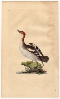 1796年 Donovan 英国鳥類史 初版 Pl.52 カモ科 ミコアイサ属 ミコアイサ MERGUS MINUTUS