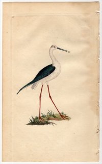 1796年 Donovan 英国鳥類史 初版 Pl.55 セイタカシギ科 セイタカシギ属 セイタカシギ CHARADRIUS HIMANTOPUS