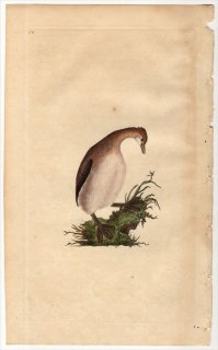 1796年 Donovan 英国鳥類史 初版 Pl.56 サギ科 ヨシゴイ属 ヒメヨシゴイ PODICEPS MINUTUS