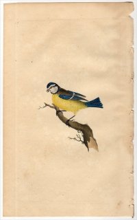 1796ǯ Donovan ѹĻ  Pl.57 奦 ꥬ°  PARUS CAERULEUS