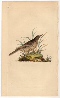 1797年 Donovan 英国鳥類史 初版 Pl.76 セキレイ科 タヒバリ属 ヨーロッパタヒバリ ALAUDA OBSCURA