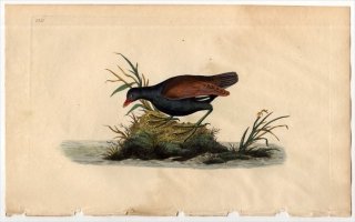 1798年 Donovan 英国鳥類史 初版 Pl.110 クイナ科 バン属 バン FULICA CHLOROPUS
