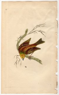 1798年 Donovan 英国鳥類史 初版 Pl.119 ホオジロ科 ホオジロ属 キアオジ EMBERIZA CITRINELLA