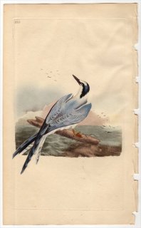 1798年 Donovan 英国鳥類史 初版 Pl.120 カモメ科 アジサシ属 サンドイッチアジサシ STERNA SANDVICENCIS