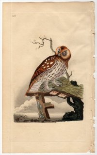 1798年 Donovan 英国鳥類史 初版 Pl.121 フクロウ科 フクロウ属 モリフクロウ STRIX STRIDULA