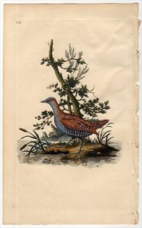 1798年 Donovan 英国鳥類史 初版 Pl.122 クイナ科 ヒメクイナ属 コモンクイナ RALLUS PORZANA