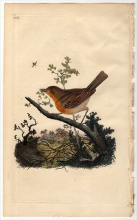 1798年 Donovan 英国鳥類史 初版 Pl.123 ヒタキ科 ヨーロッパコマドリ属 ヨーロッパコマドリ MOTACILLA RUBECULA