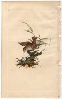 1816年 Donovan 英国鳥類史 初版 Pl.134 ミソサザイ科 ミソサザイ属 ミソサザイ MOTACILLA TROGLODYTES