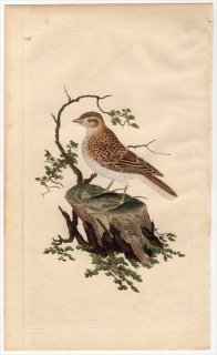 1816年 Donovan 英国鳥類史 初版 Pl.136 ヒバリ科 モリヒバリ属 モリヒバリ ALAUDA ARBOREA