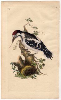 1816年 Donovan 英国鳥類史 初版 Pl.137 キツツキ科 デンドロコプテス属 ヒメアカゲラ PICUS MEDIUS