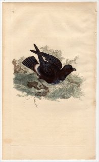 1816年 Donovan 英国鳥類史 初版 Pl.139 ウミツバメ科 ヒメウミツバメ属 ヒメウミツバメ PROCELLARIA PELAGICA