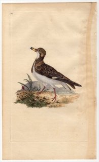 1816年 Donovan 英国鳥類史 初版 Pl.141 シギ科 キョウジョシギ属 キョウジョシギ TRINGA INTERPRES