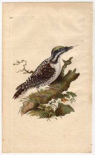 1816年 Donovan 英国鳥類史 初版 Pl.143 キツツキ科 ミユビゲラ PICUS TRIDACTYLUS