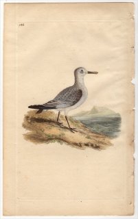 1816年 Donovan 英国鳥類史 初版 Pl.146 シギ科 ハマシギ属 ミユビシギ CHARADRIUS CALIDRIS