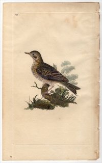 1816年 Donovan 英国鳥類史 初版 Pl.148 セキレイ科 タヒバリ属 ヨーロッパビンズイ ALAUDA MINOR