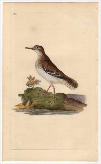 1817年 Donovan 英国鳥類史 初版 Pl.184 シギ科 イソシギ属 アメリカイソシギ TRINGA MACULARIA